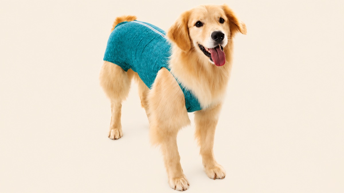 Cachorro golden retriever usando a roupinha pós-cirúrgica da Nova Toca